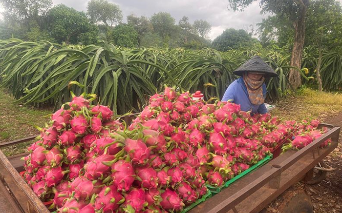 Xuất khẩu nông lâm thủy sản tháng 11 ước đạt 5,8 tỷ USD