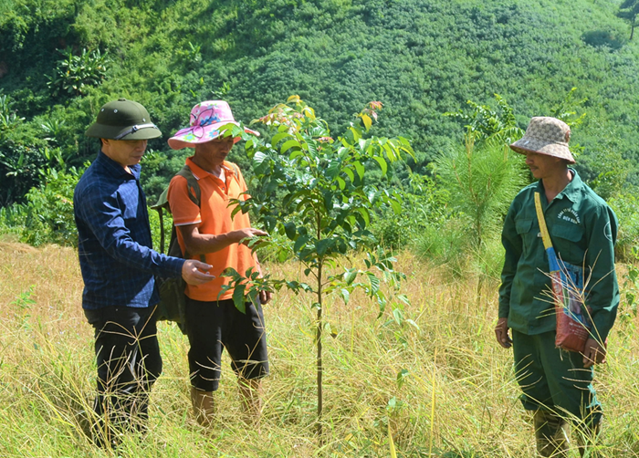 Lâm nghiệp góp phần xóa đói, giảm nghèo, xây dựng nông thôn mới