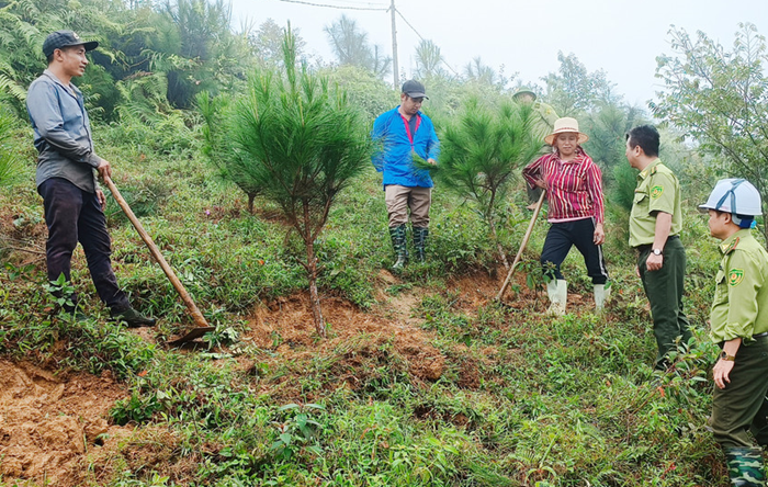 Việt Nam thuộc nhóm dẫn đầu châu Á về phát triển rừng trồng