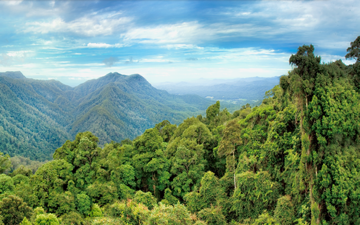 Xây dựng khung pháp lý huy động nguồn lực tài chính từ dịch vụ carbon rừng