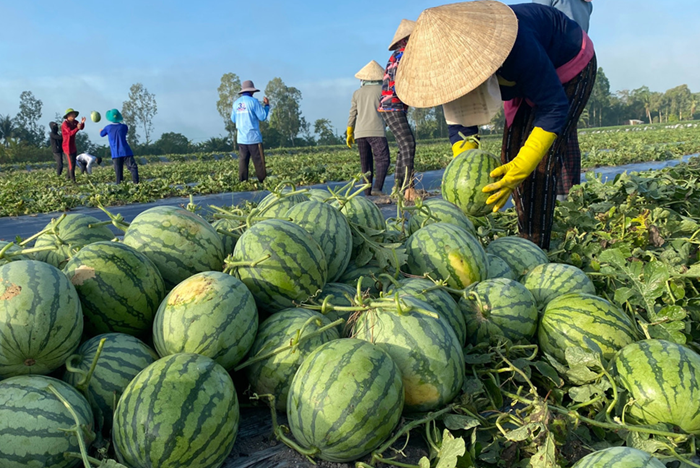 Xuất khẩu rau quả: Thị trường Trung Quốc chiếm khoảng 64% tổng kim ngạch