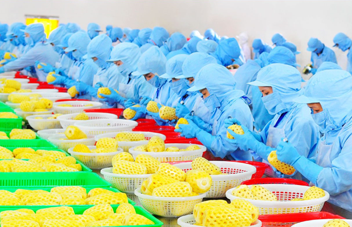 Xuất khẩu nông sản kỳ vọng tiếp tục bứt phá trong năm 2026