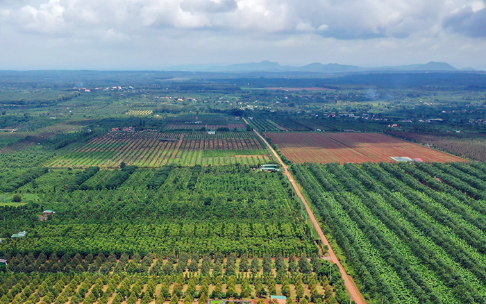 Đề án vùng nguyên liệu giúp xác định các loại cây chủ lực