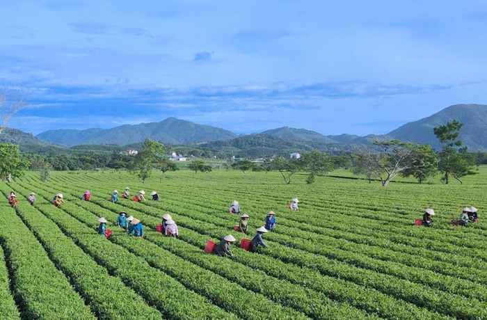 Xây dựng nền nông nghiệp thịnh vượng, nông thôn hiện đại, nông dân văn minh