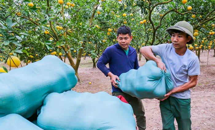 Khuyến khích phát triển, liên kết sản xuất và tiêu thụ sản phẩm nông nghiệp
