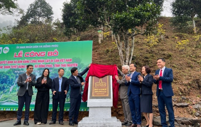 Quần thể chè Shan tuyết cổ thụ ở Thái Nguyên được công nhận Cây Di sản Việt Nam