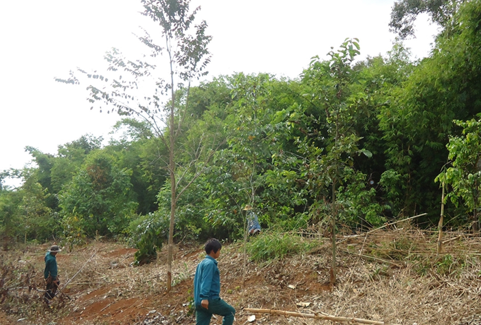 Điều chỉnh chính sách giúp chủ rừng chủ động hơn trong bảo vệ, phát triển rừng