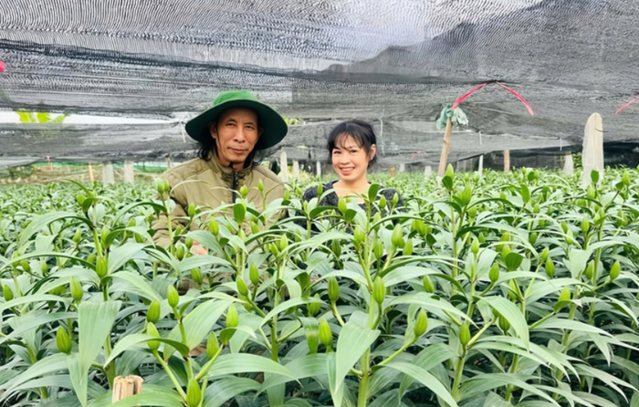 Thủ phủ hoa Mê Linh tất bật vào vụ Tết