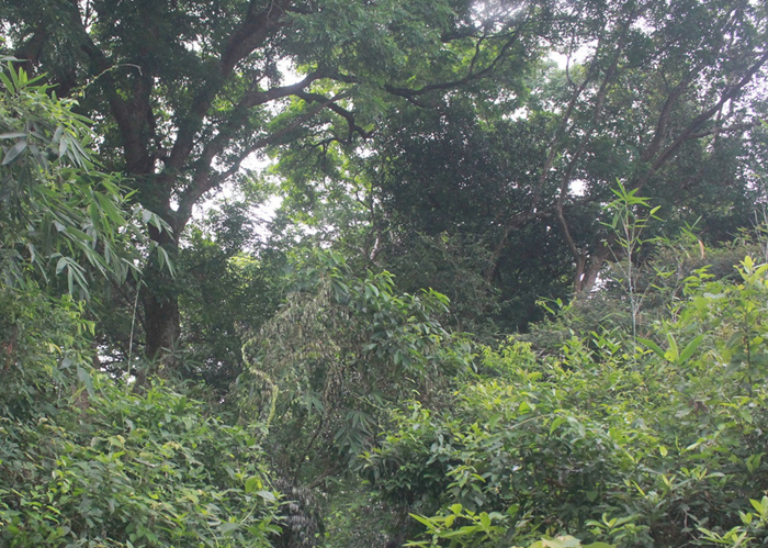 Bắc Ninh củng cố lực lượng phòng, chống cháy rừng trong mùa khô