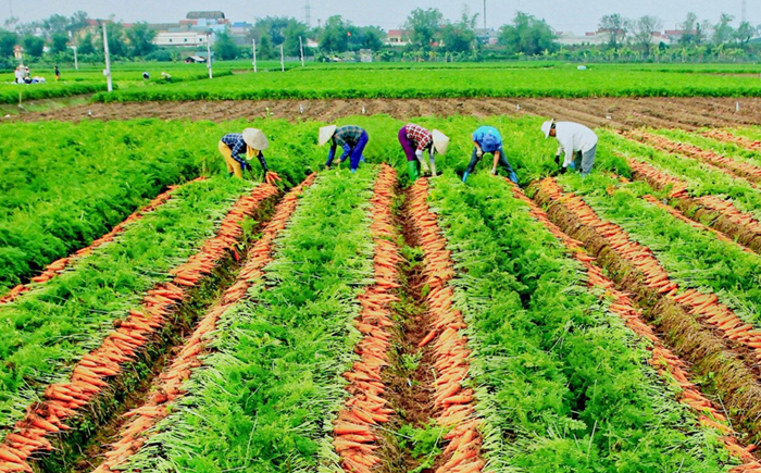 [Infographic] Sản xuất nông, lâm nghiệp và thủy sản năm 2025