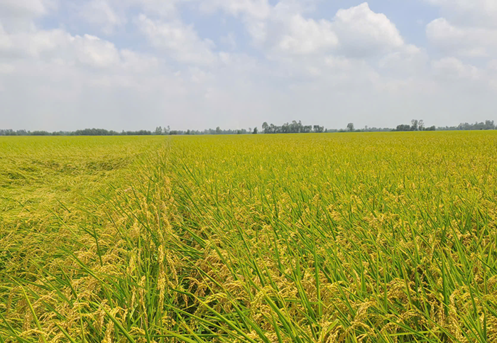 11 mô hình mẫu ‘lúa chất lượng cao, phát thải thấp’ được triển khai