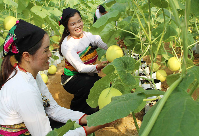 Quy định cơ chế quản lý, tổ chức thực hiện các chương trình mục tiêu quốc gia