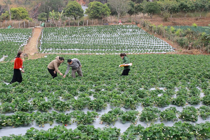 Chuyển biến rõ nét từ tư duy sản xuất sang kinh tế nông nghiệp xanh