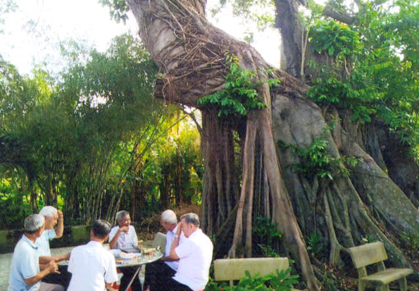 15 cổ thụ đủ điều kiện công nhận Cây Di sản Việt Nam