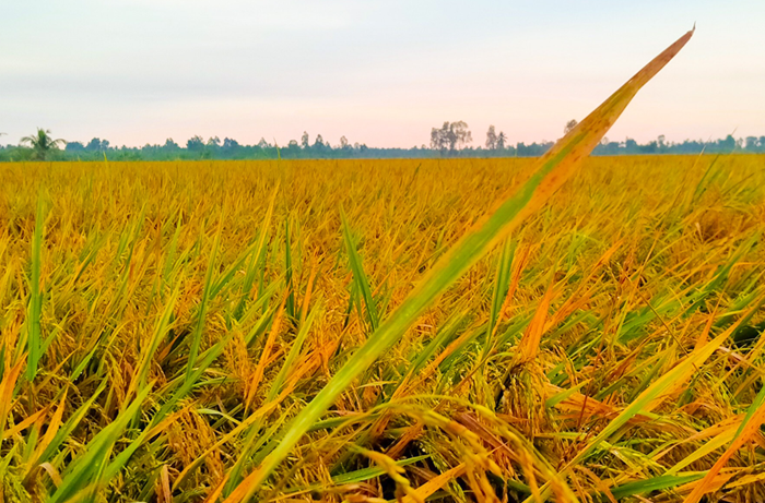 Sản xuất lúa gạo: Tập trung nâng cao năng suất chất lượng, không tăng diện tích