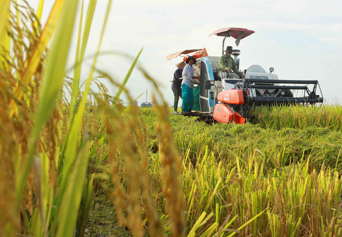 Khu vực ASEAN khẳng định vai trò tiên phong trong sản xuất lúa phát thải thấp