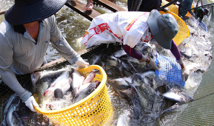 Thủy sản thuộc diện phải kiểm dịch, miễn kiểm dịch