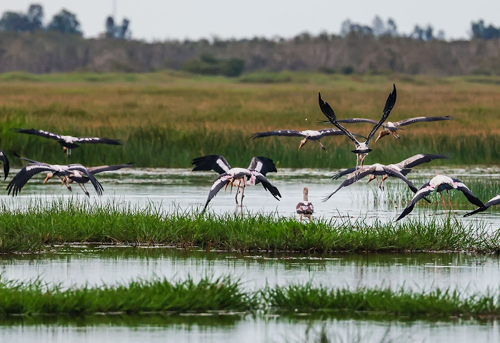 Nguyên tắc bảo vệ loài nguy cấp, quý hiếm