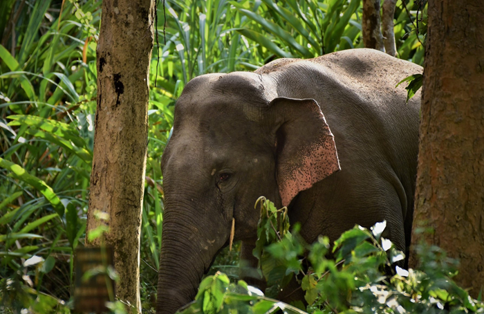 Xử lý thế nào khi bị động vật nguy cấp, quý hiếm xâm hại hoặc đe dọa tính mạng?