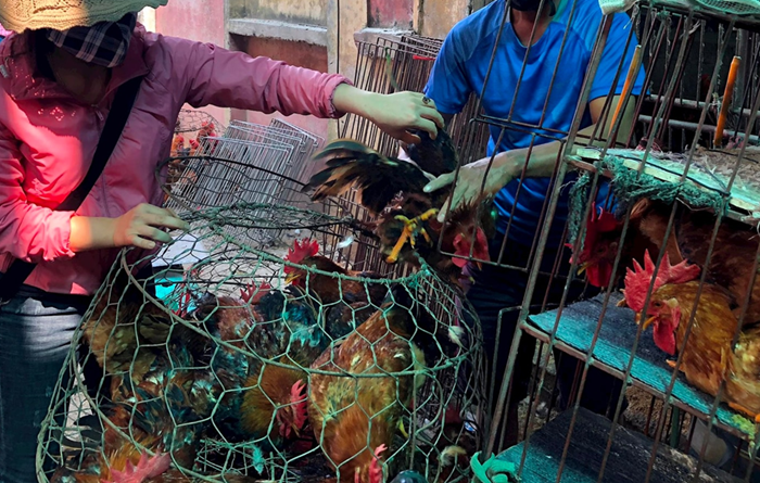 Những loài động vật nào bắt buộc phải kiểm dịch và miễn kiểm dịch?