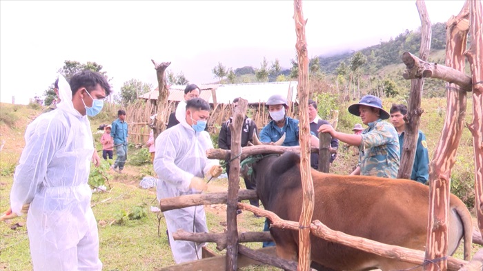 Kon Tum khoanh vùng, khống chế dịch bệnh lở mồm long móng