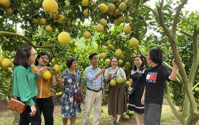 Bắc Giang phát triển du lịch nông nghiệp gắn với xây dựng nông thôn mới