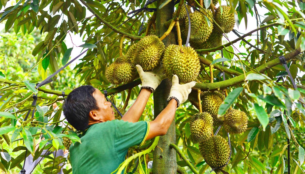 Lâm Đồng tăng cường quản lý, nâng cao chất lượng sầu riêng xuất khẩu