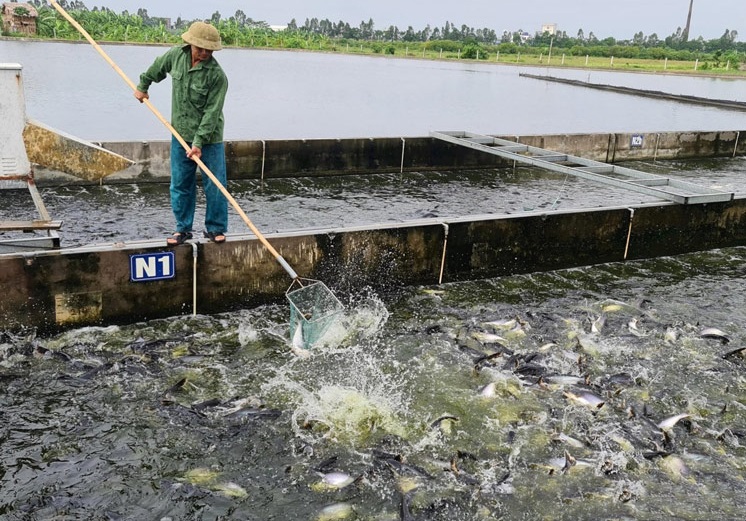 Bắc Giang ứng dụng khoa học kỹ thuật vào nuôi trồng thủy sản