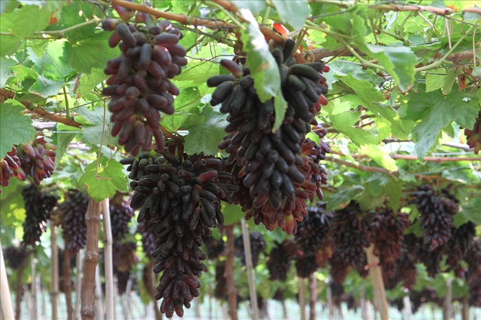 Hiệu quả kinh tế cao từ giống nho mới ở Ninh Thuận