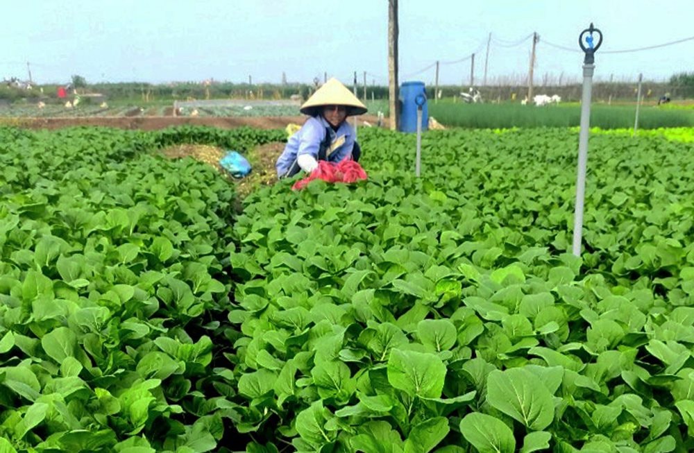 Hà Nội siết chặt quản lý chất lượng vật tư nông nghiệp
