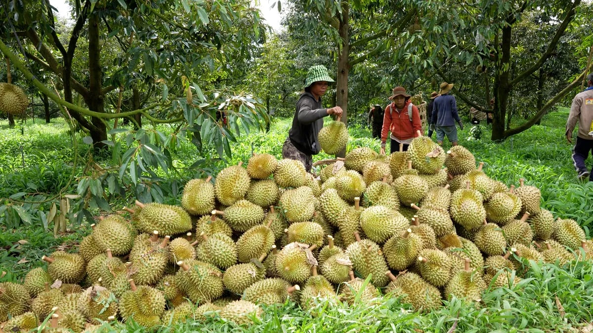 Lâm Đồng siết chặt quản lý trên 300 mã số vùng trồng sầu riêng xuất khẩu