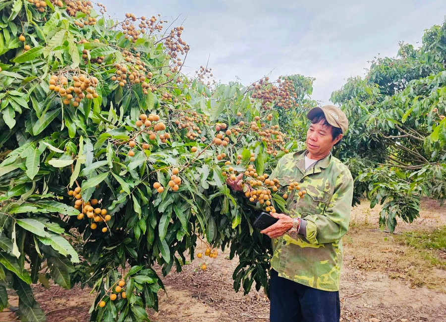 Gia Lai chuyển đổi hơn 13.000 ha cây trồng kém hiệu quả