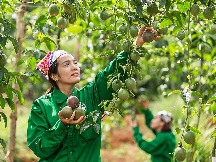 Gia Lai: Duy trì hơn 200 mã số vùng trồng xuất khẩu sang thị trường Trung Quốc