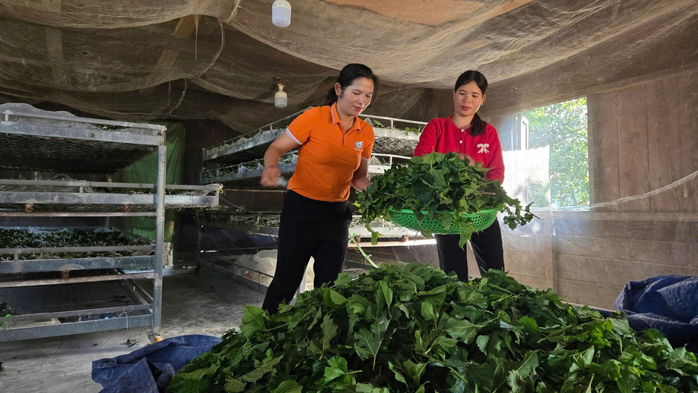 Lâm Đồng: Phát triển các chuỗi liên kết trong trồng dâu nuôi tằm
