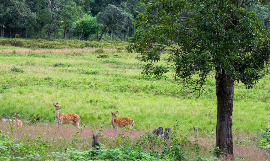 Vườn quốc gia Kon Ka Kinh giám sát, bảo vệ động vật hoang dã qua bẫy ảnh