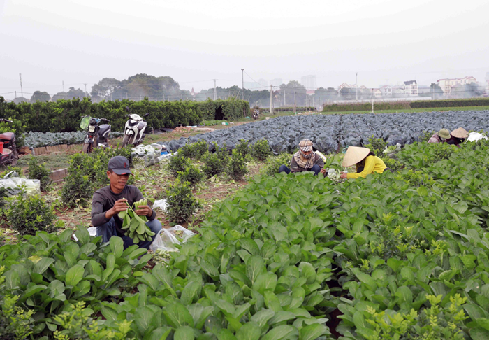 Các trường hợp được miễn thuế sử dụng đất nông nghiệp đến hết năm 2030