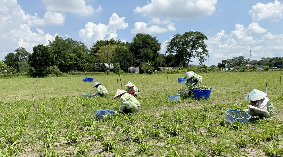 Đồng Nai khoanh vùng bảo tồn, phát triển các loài dược liệu