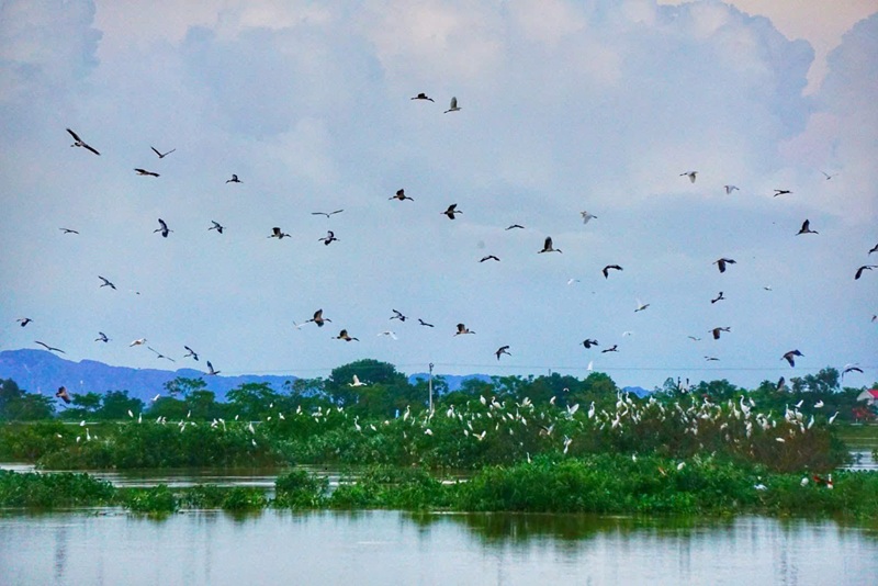 Ninh Bình: Người dân chung tay bảo vệ các loài chim hoang dã, chim di cư