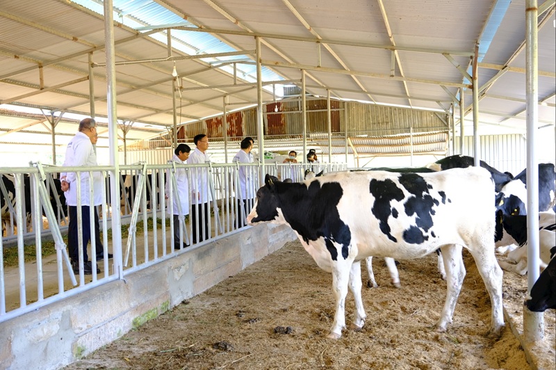 Chú trọng công tác bảo vệ môi trường trong chăn nuôi bò sữa