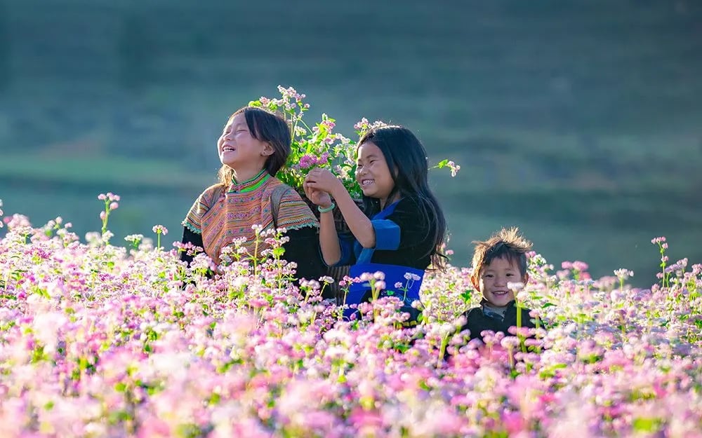 Rộn ràng mùa Lễ hội hoa Tam giác mạch tại Tuyên Quang