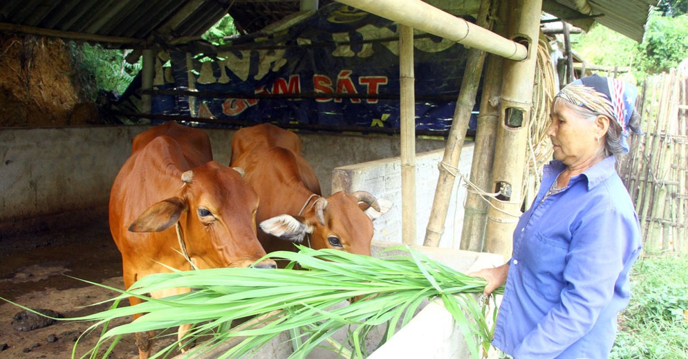 Thái Nguyên hỗ trợ phát triển kinh tế, giảm nghèo bền vững