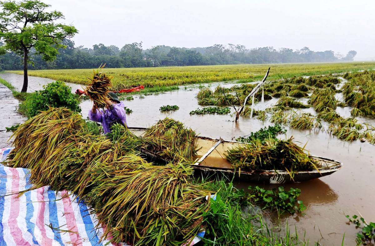 Phú Thọ: Quy định mức hỗ trợ khôi phục sản xuất nông nghiệp sau thiên tai, dịch hại