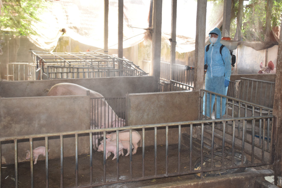 Vĩnh Long lập các chốt kiểm soát, ngăn chặn dịch tả lợn châu Phi lây lan