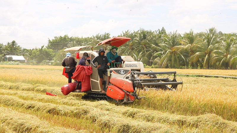 Vĩnh Long mở rộng diện tích canh tác lúa chất lượng cao, phát thải thấp