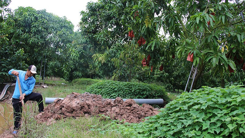 Đồng Tháp: Nguy cơ ngập lụt diện rộng do triều cường dâng cao