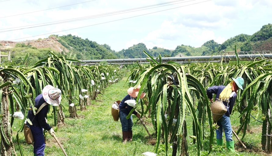 Xây dựng các vùng sản xuất nông nghiệp phát thải thấp 