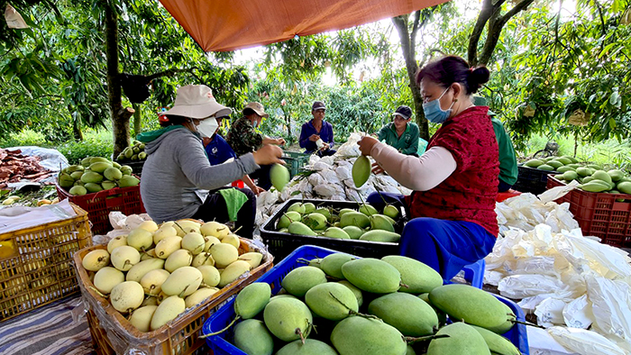 Đồng Tháp hoàn thiện hạ tầng thúc đẩy phát triển thương mại điện tử