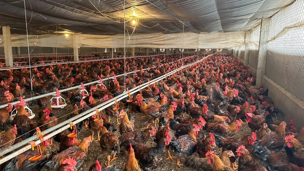 Quy định về mật độ chăn nuôi tại tỉnh Phú Thọ