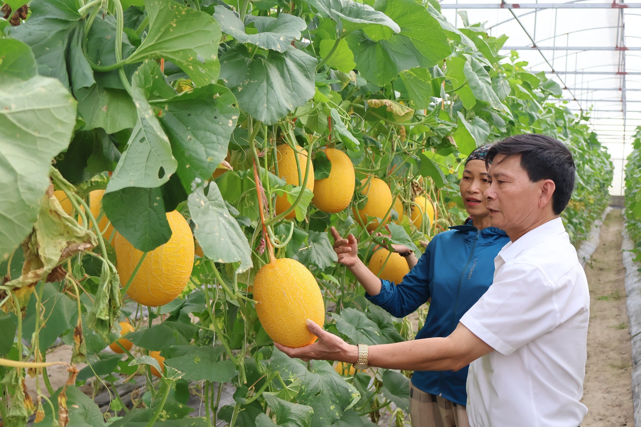 Lai Châu quy hoạch phát triển các vùng nông nghiệp ứng dụng công nghệ cao