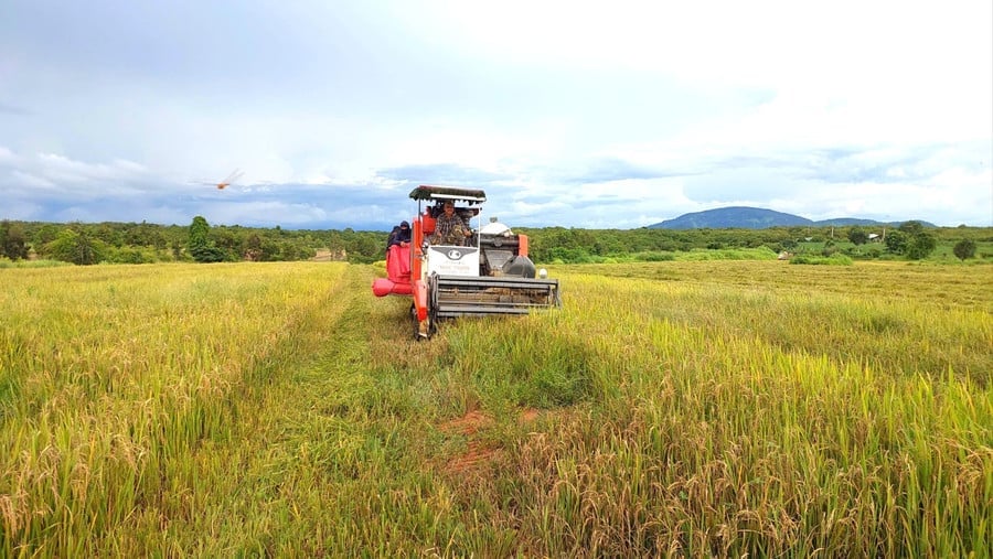 Gia Lai nhân rộng mô hình sản xuất lúa hữu cơ
